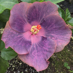 Hibiscus Bo Den Lilac Princess