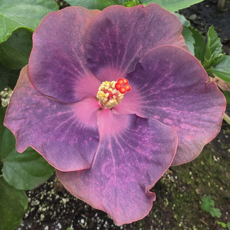Hibiscus Bo Den Lilac Princess
