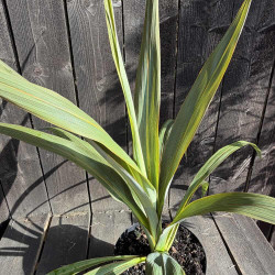 Cordyline indivisa - August 2026