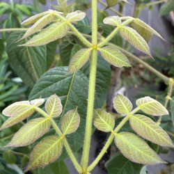Aralia vietnamensis
