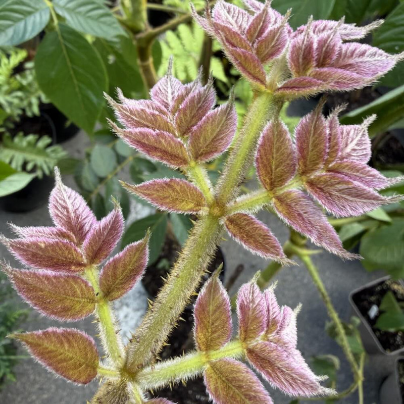Aralia vietnamensis
