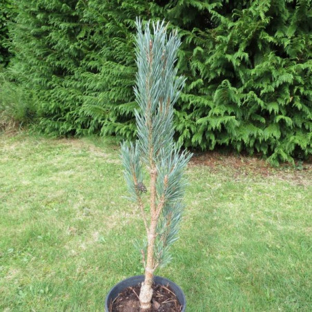 Pinus sylvestris fastigiata