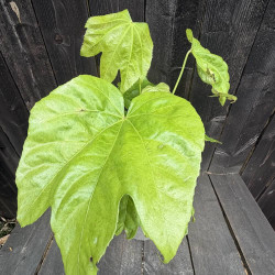 Fatsia polycarpa Megafatsia
