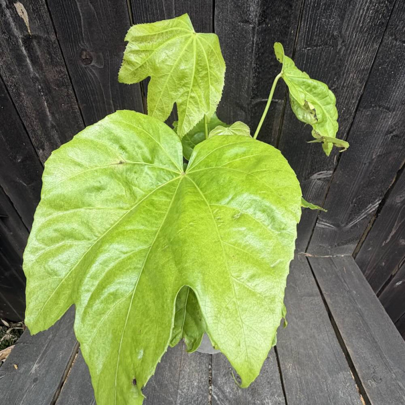 Fatsia polycarpa Megafatsia