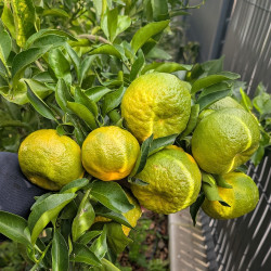 Citrus Harumi 2