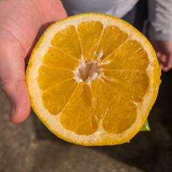 Citrus Ujukitsu by Exotica Tolosa