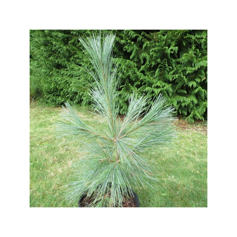 Pinus strobus