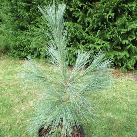 Pinus strobus