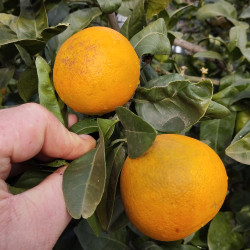 Citrus US119