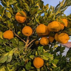 Citrus Changshan Huyou by Antonin Michelet