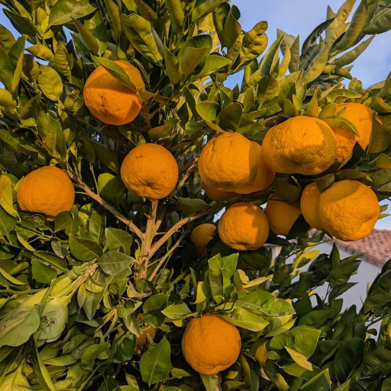 Citrus Changshan Huyou by Antonin Michelet