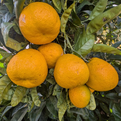 Citrus Changshan Huyou by Antonin Michelet