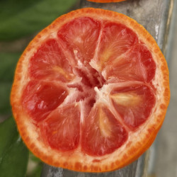 Citrus Lime Rose du Vietnam