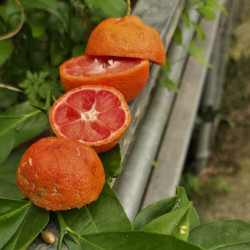 Citrus Lime Rose du Vietnam