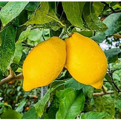Citrus dioscuria