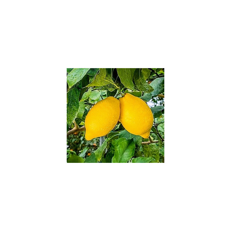 Citrus dioscuria