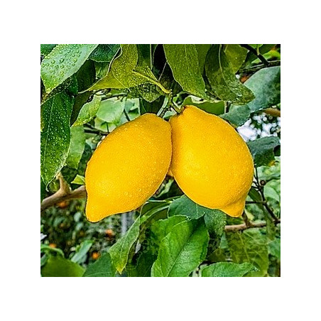 Citrus dioscuria