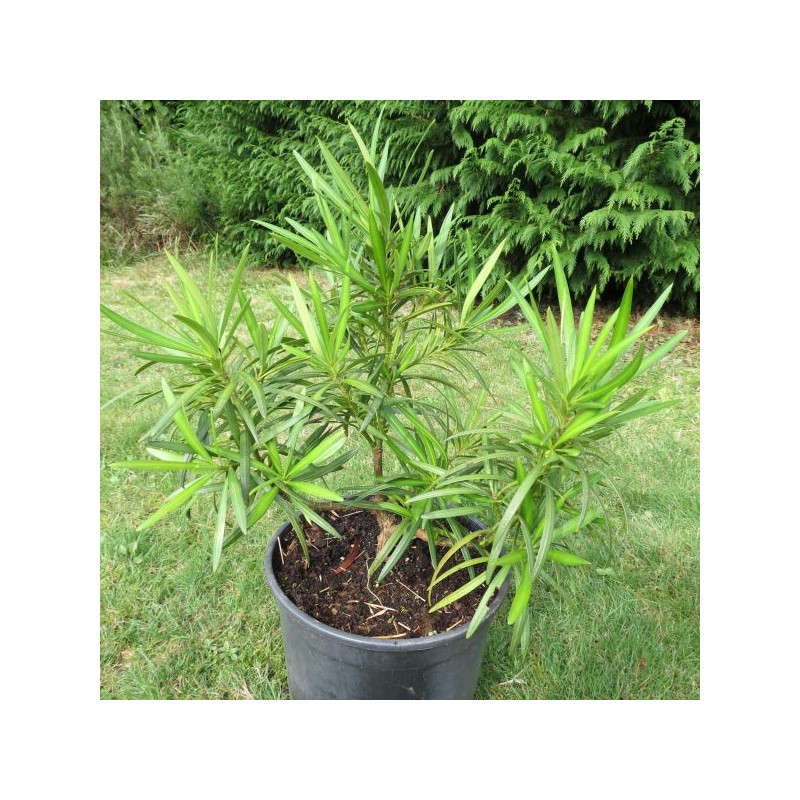 Podocarpus salignus