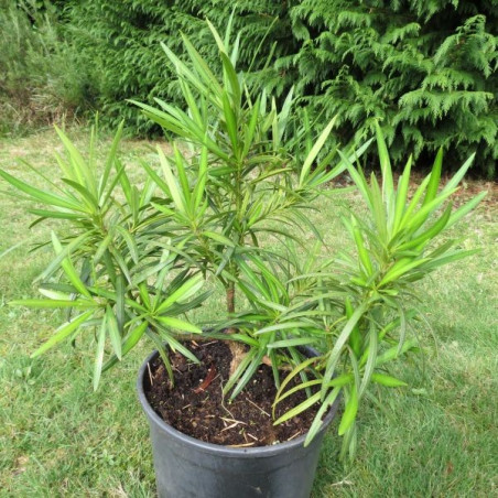 Podocarpus salignus