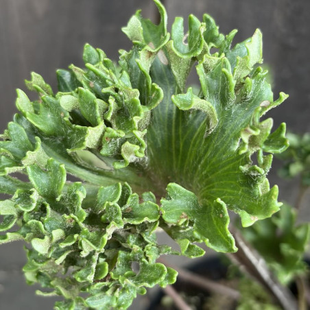 Farfugium japonicum Shishi Botan