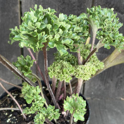Farfugium japonicum Shishi Botan