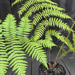 Cyathea woollsiana