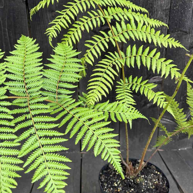 Cyathea woollsiana