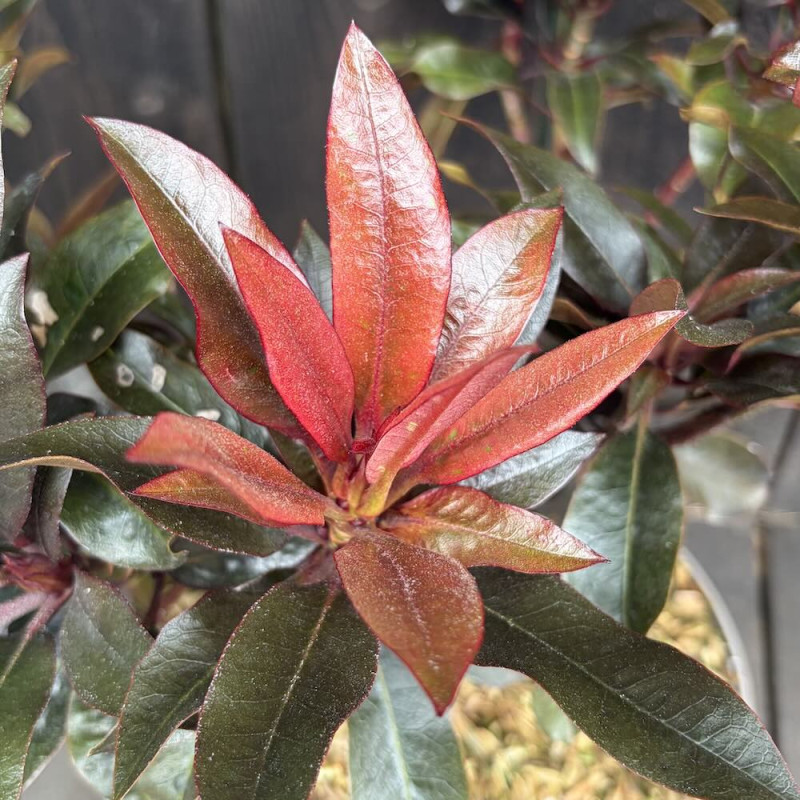 Rhododendron Choco and Pink