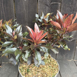 Rhododendron Choco and Pink