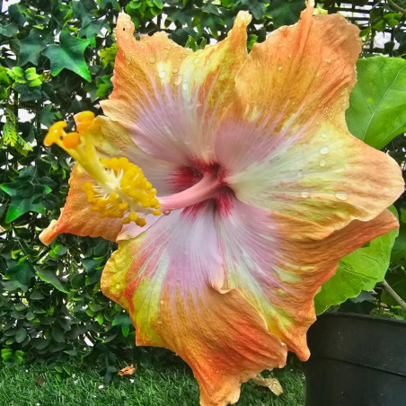 Hibiscus Barry's Mango Tango