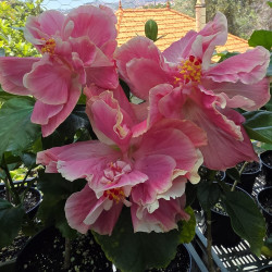Hibiscus Topsey Turvey