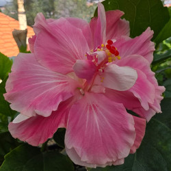 Hibiscus Topsey Turvey