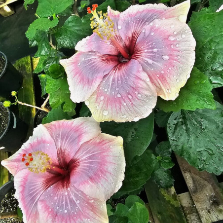 Hibiscus Moon Maiden