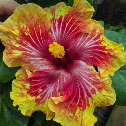 Hibiscus Gerald Derr