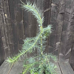 Cunninghamia Konishii Hayata