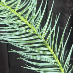 Cunninghamia Konishii Hayata