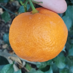 Citrus satsuma Clausellina