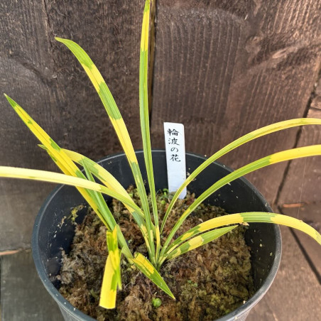 Cymbidium goeringii Wanami No Hana