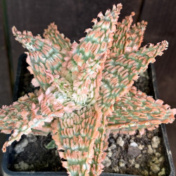 Aloe Pink Scales - Collection Guy Piret