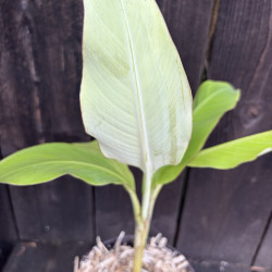 Musa flaviflora