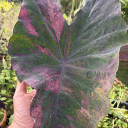 Colocasia Pretty Grey