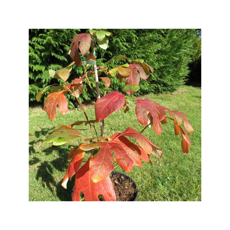 Sassafras albidum