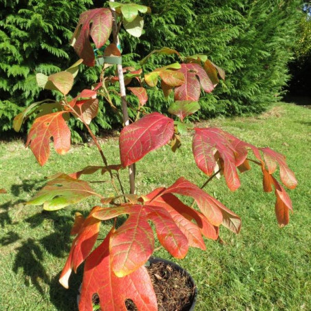 Sassafras albidum