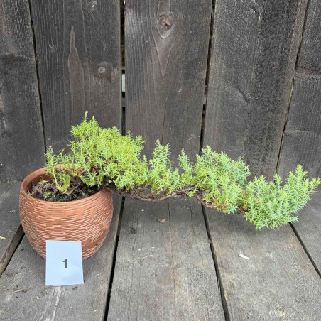 Juniperus procumbens Nana, bonsai 1