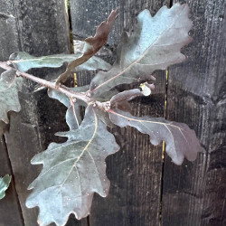 Quercus robur Timuki