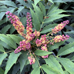 Mahonia Jungle Whispers®