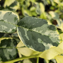Citrus hystrix variegata, combawa - Collection Mas Bachès