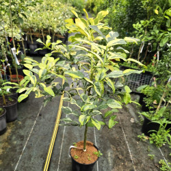 Citrus hystrix variegata, combawa - Collection Mas Bachès