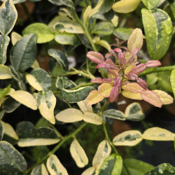 Citrus hystrix variegata, combawa - Collection Mas Bachès