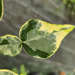 Citrus hystrix variegata, combawa - Collection Mas Bachès